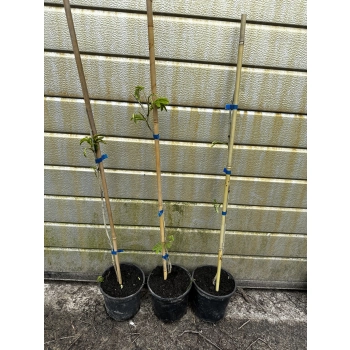 ALBICJA JEDWABISTA na pniu perskie drzewko - sadzonki 50 / 80 cm